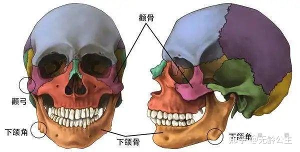 而面部顱骨是由五個重要的骨塊組成,額骨,顳骨,顴骨,上頜骨,下頜骨