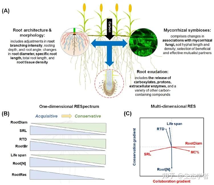 New Phytologist 综述 | 将根系分泌物与地下资源获取经济性状相联系 - 知乎