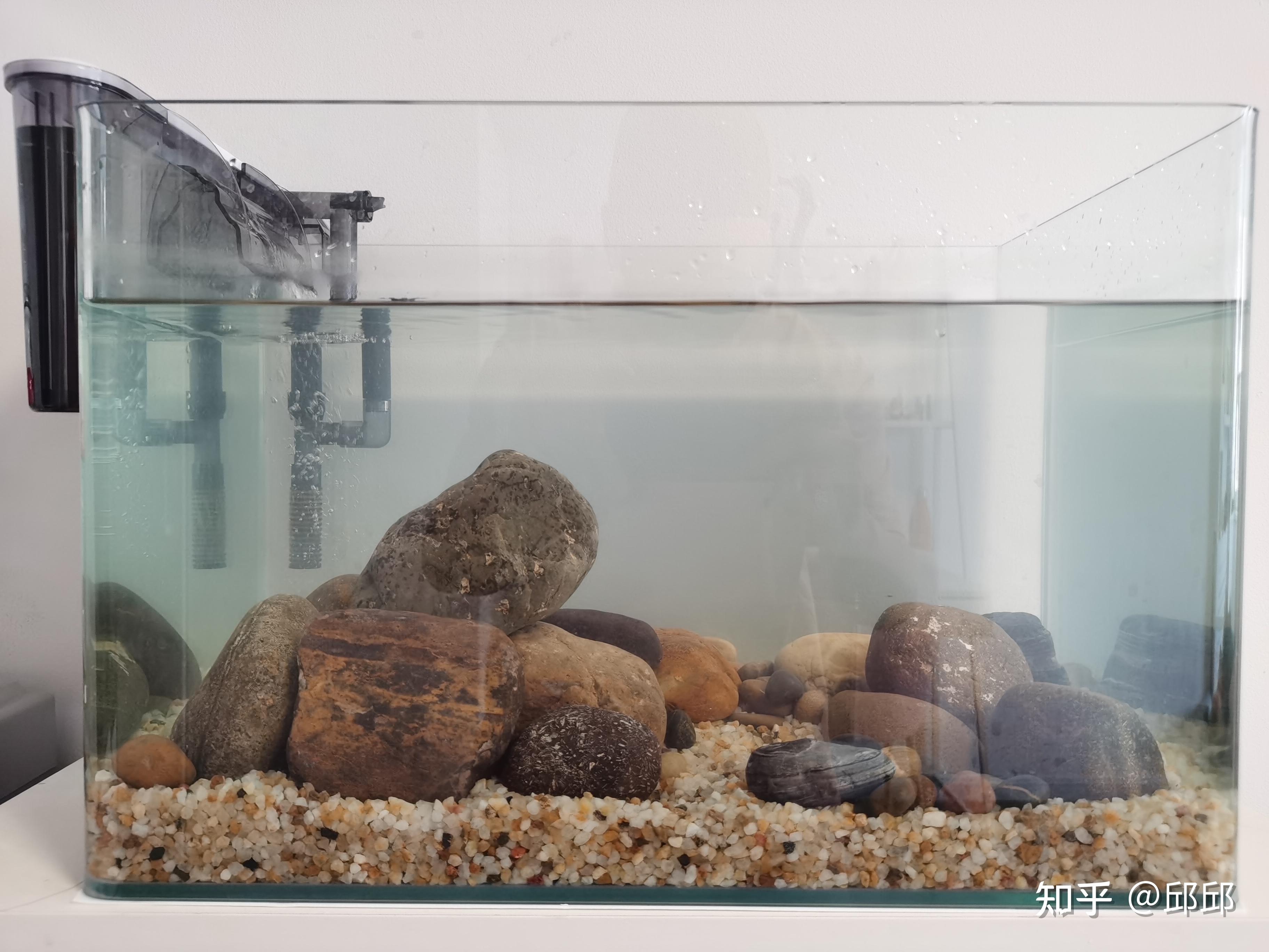 溪流缸萌新玩家的造景纪录 - 知乎