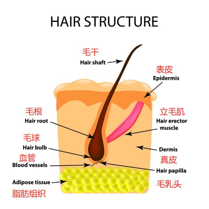 如果还指着这些解决毛发,那势必会面临着刚脱掉的体毛没多久又会重新