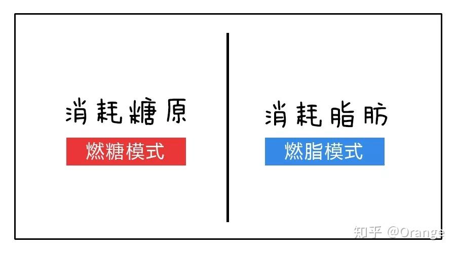 你身体消耗的脂肪会直接转换为身体日常活动需要的热量