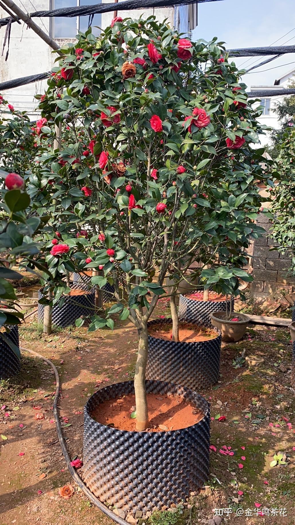 伯拜范茶花和赤丹茶花