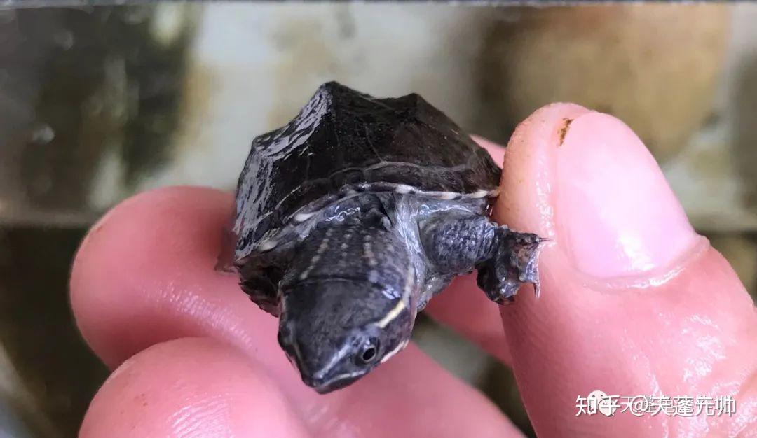 浅谈龟种|麝香,一款长不大的小巧玲珑龟 - 知乎