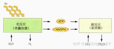 光合作用的机理是什么? - 知乎