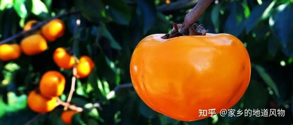 这些地方的柿子都很有名 你吃过哪些? - 知乎