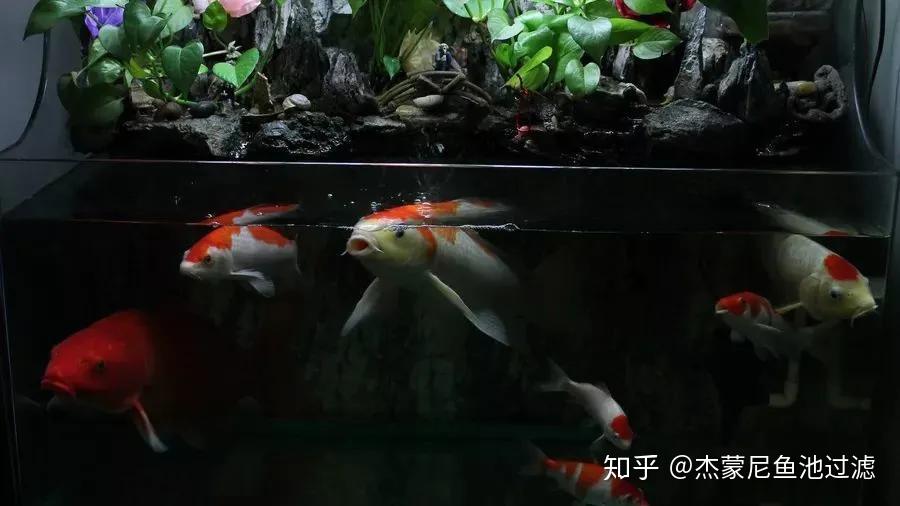 鱼缸什么时候需要加温 v2-43a8a6c64996a48b99cc5804e497f62b_r.jpg