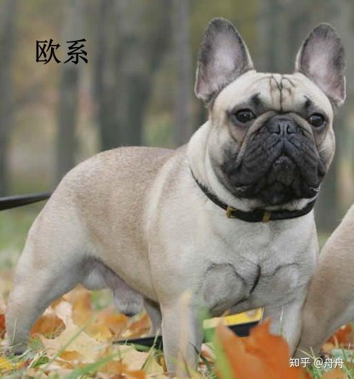 购买帖1挑选一只法国斗牛犬完整攻略