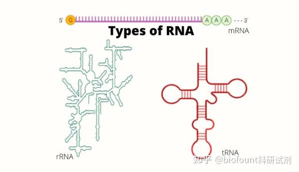 RNA 的类型：结构和功能 - 知乎