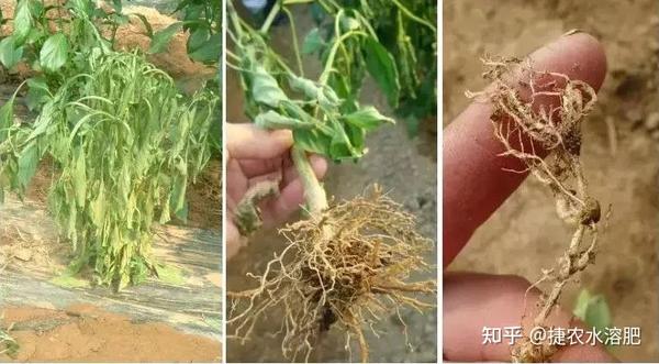 促进植物根系生长的方法 作物根系的四种生长状态 知乎