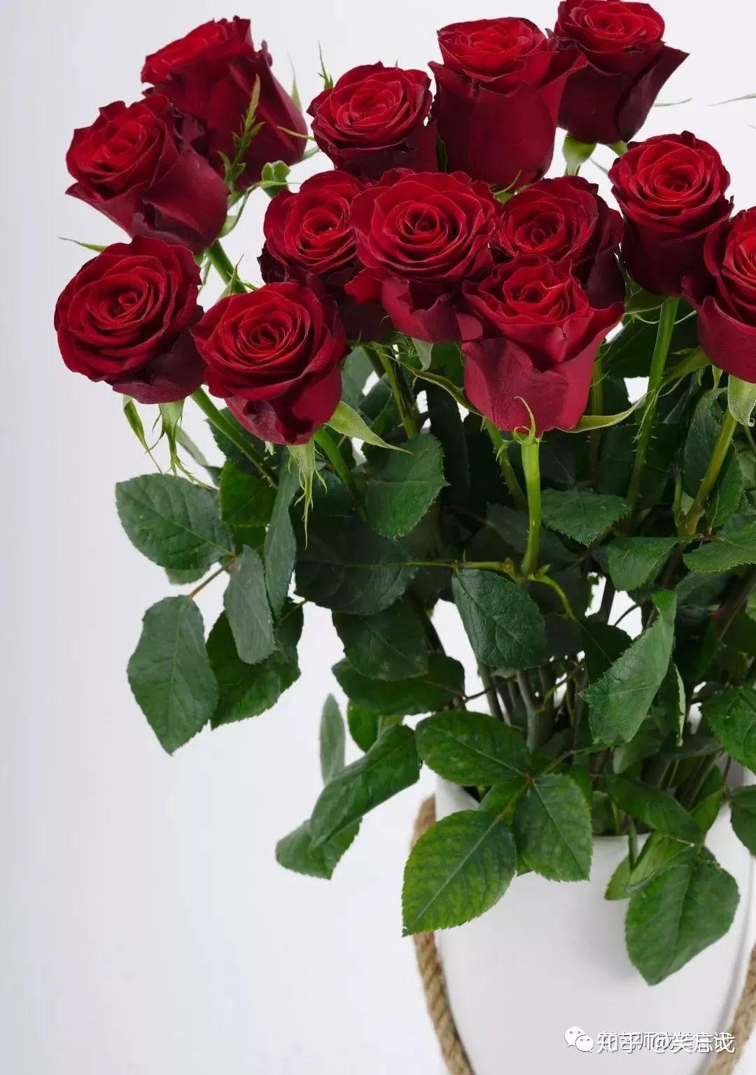 高原红玫瑰国人最爱的丝绒红花型优雅花色饱满浑厚