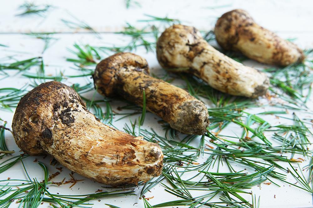 先讲鸡枞菌,因为在云南本地,比起近年的菌菇新贵--松茸来说,鸡枞的受