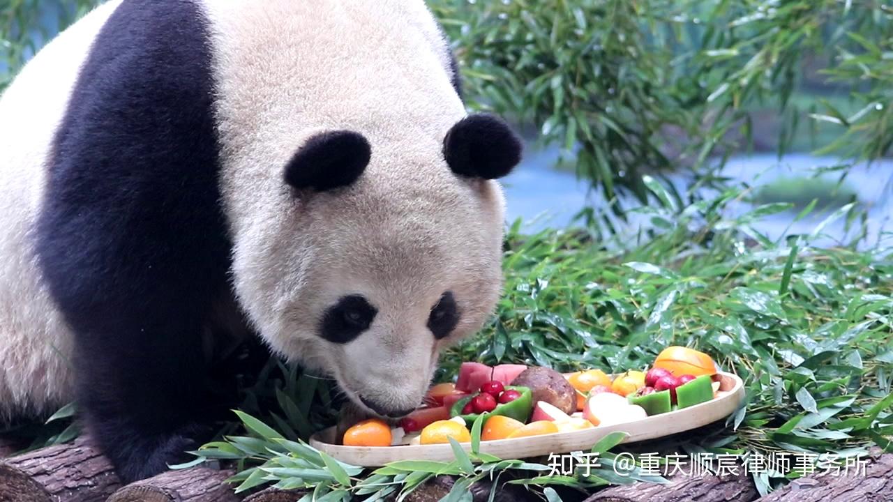 韩国市长请求中方赠送大熊猫,国宝大熊猫要"移民"韩国?