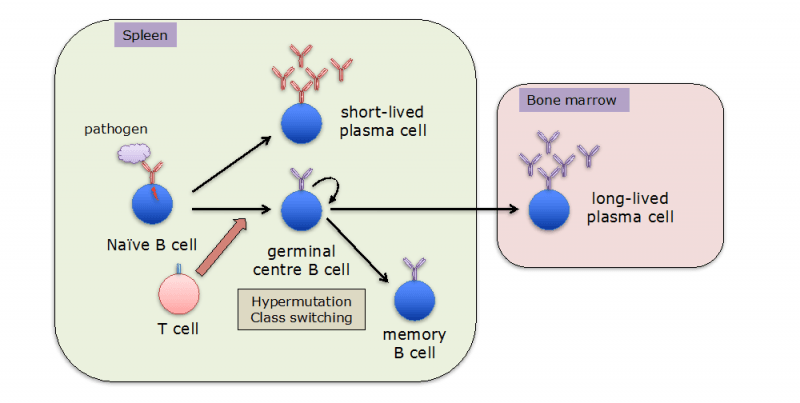 新冠康复患者体内中和抗体下降迅速疫苗还能提供长久保护么