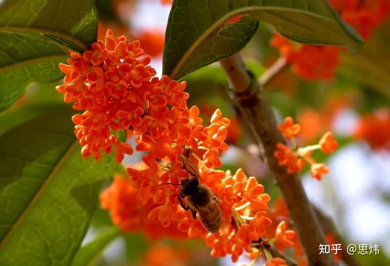 中国丹桂之乡桂花开了，整个浦城都甜了！最全赏丹桂攻略收藏起来 - 知乎