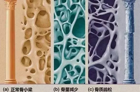 骨骼是活体组织,一直处于不断重建,更替的状态.