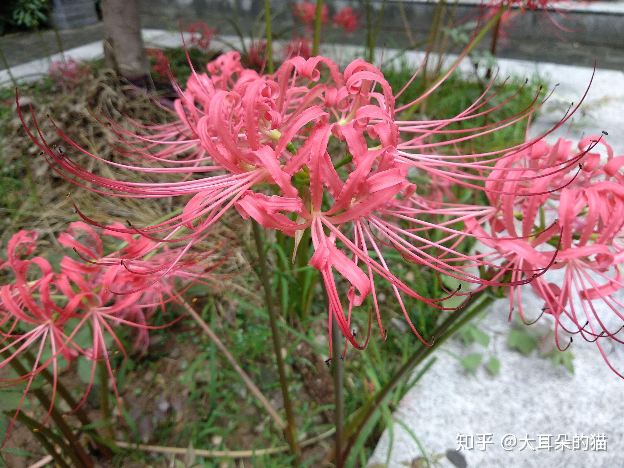 石蒜-此时花开红艳