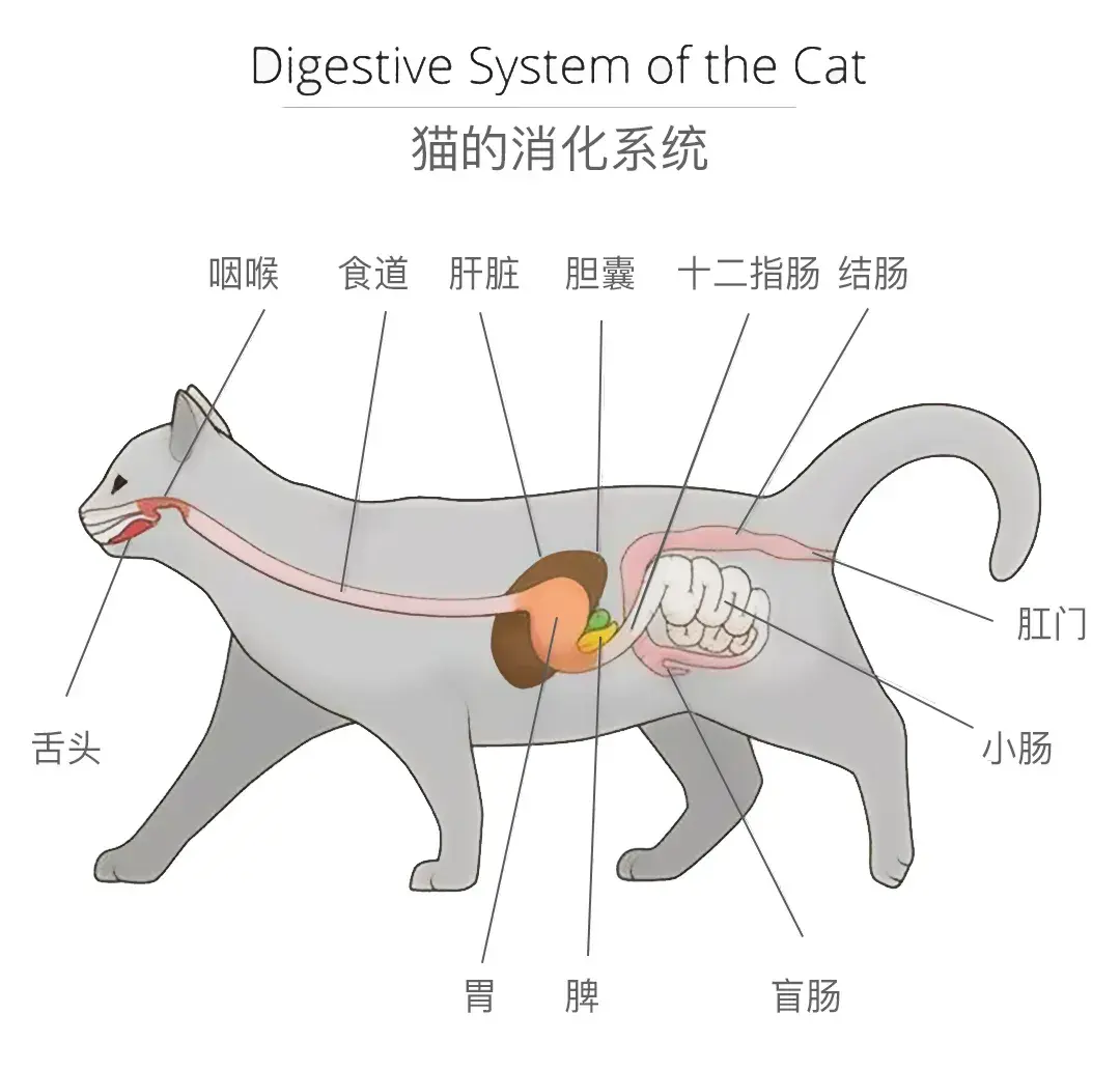 猫的消化系统图解图片