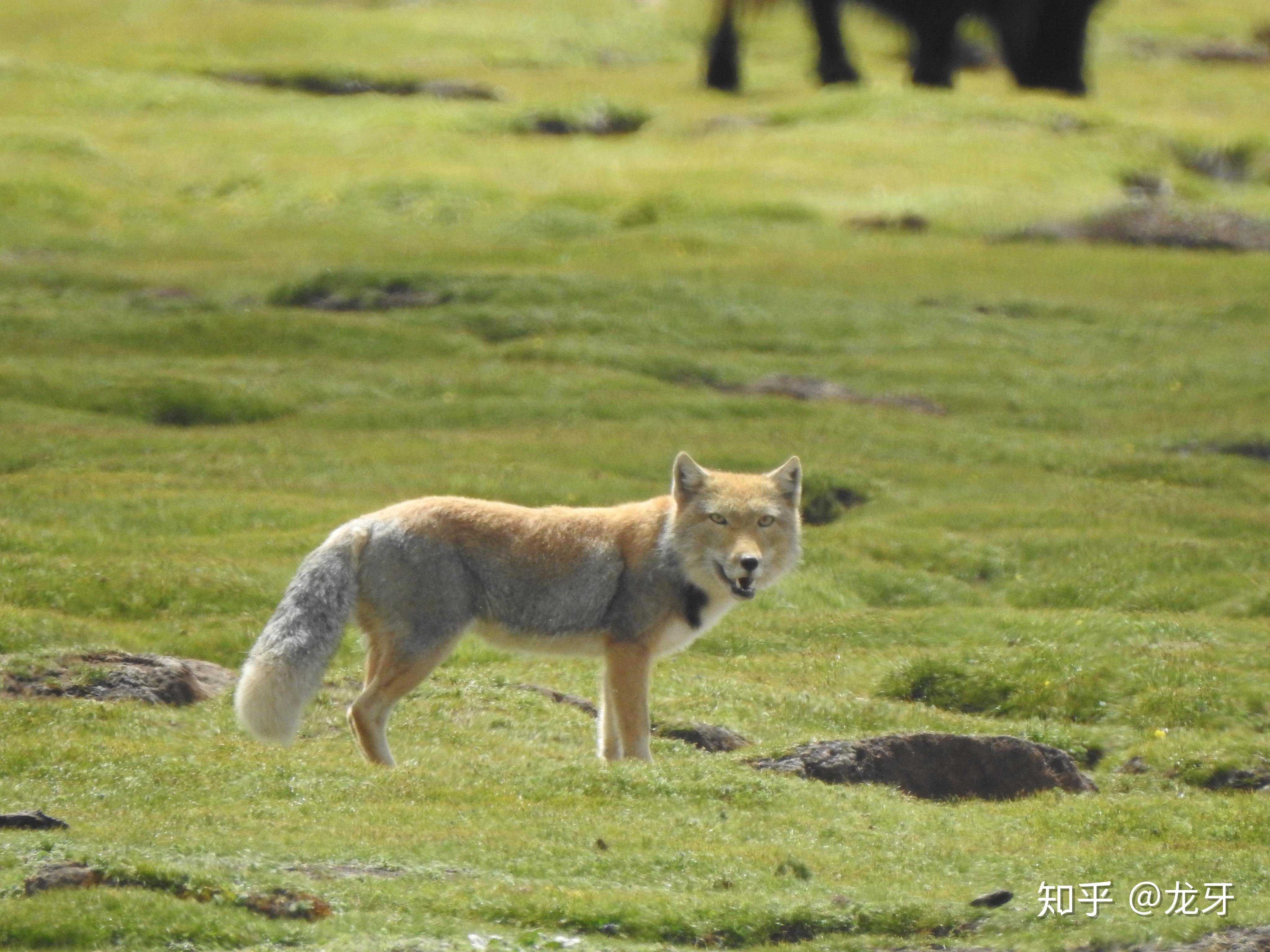 国家重点保护野生动物赤狐图片壁纸 - 壁纸 - 亿图全景图库
