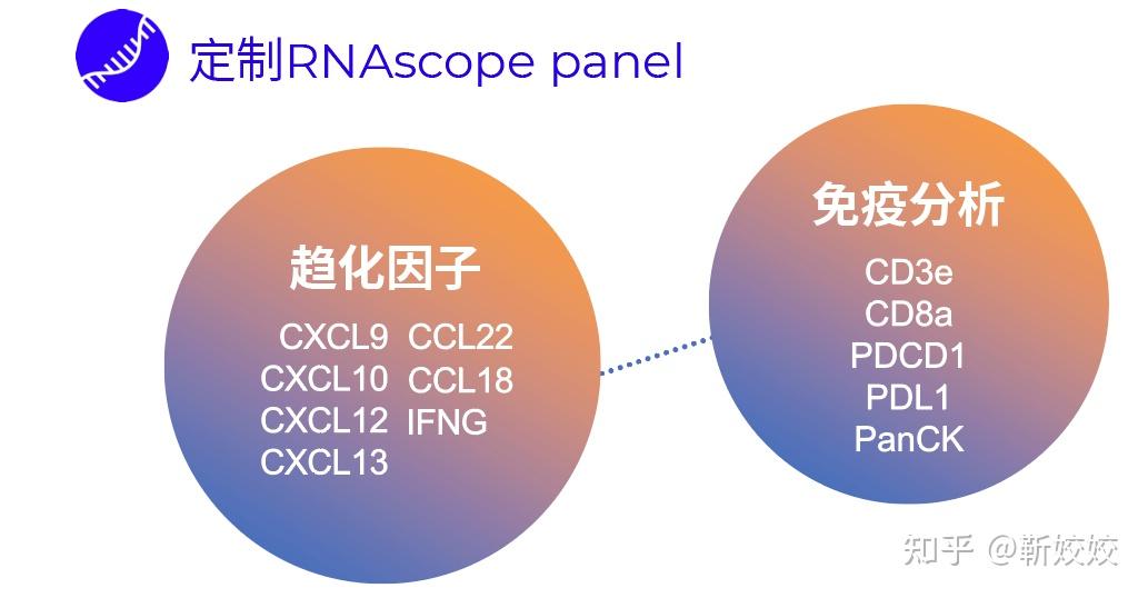 Visiopharm数字病理分析软件助力空间多组学分析肿瘤免疫微环境 - 知乎