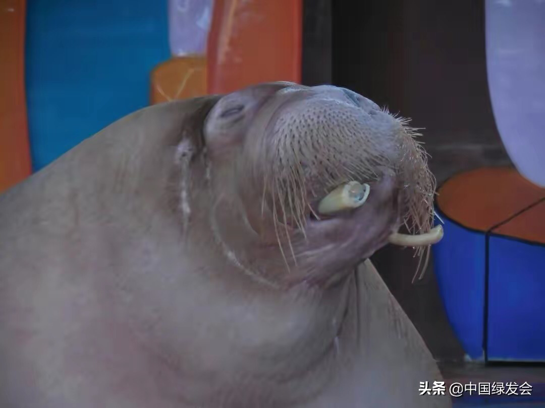 武汉海昌极地海洋公园海象眼睛红肿惨不忍睹这样的表演好看吗