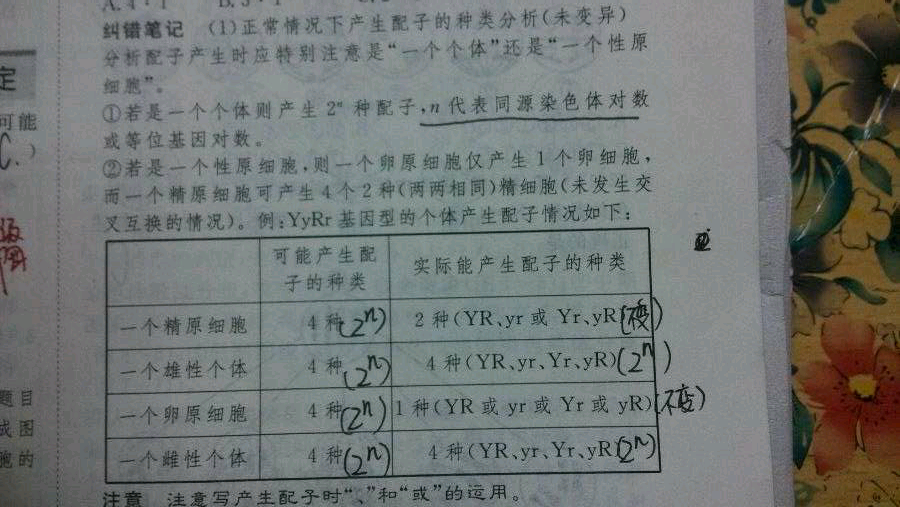 推減數分裂何時發生異常姐妹染色單體上出現等位基因的原因減數分裂中