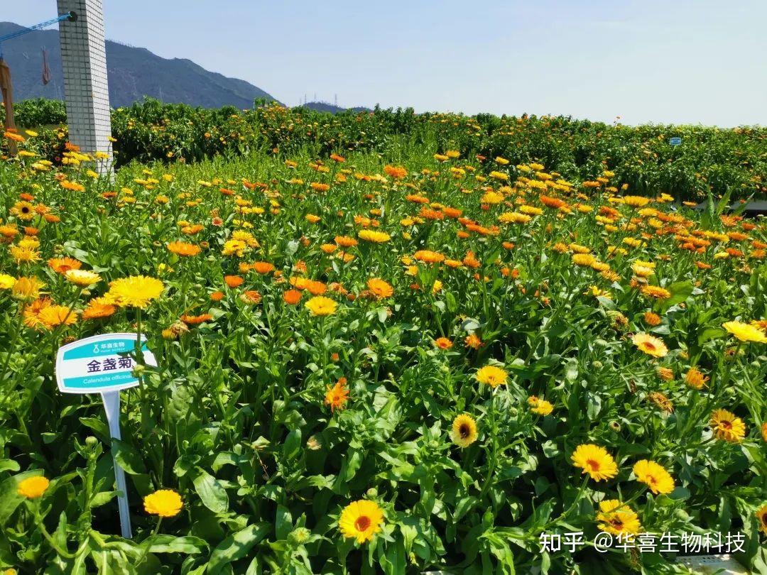 华喜生物创始人翟胜利打造民族品牌让美丽更健康