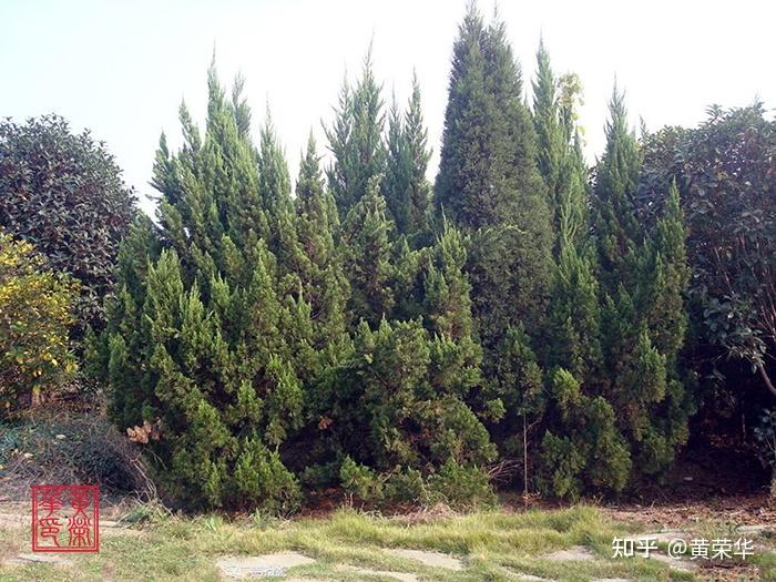植物染干货|植物染料——柏树 - 知乎