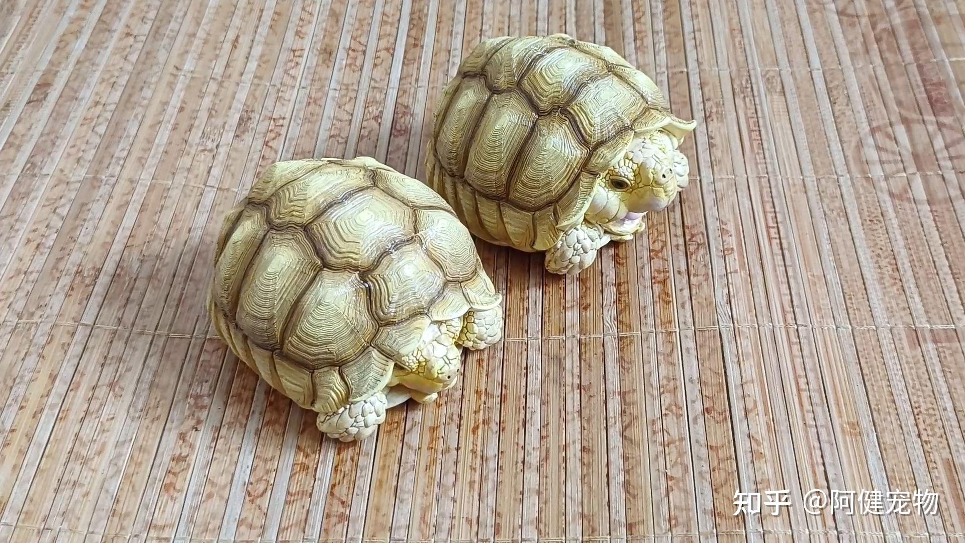 缅甸陆龟-非法贸易野生动物与制品鉴别-图片