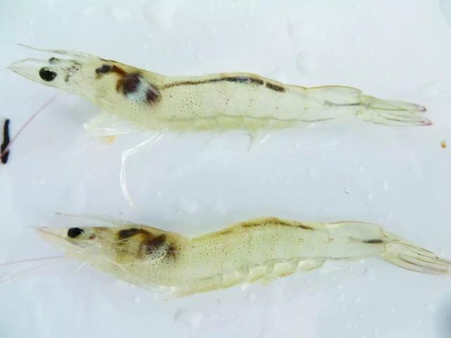 南美白对虾肠炎病的原因及如何预防