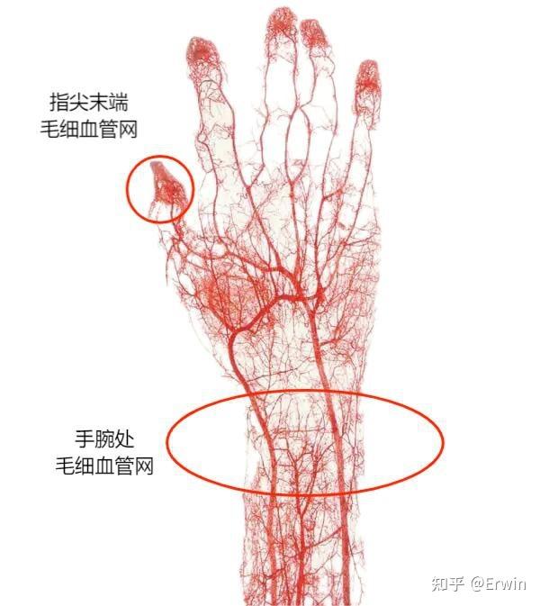 手指上有动脉吗图片