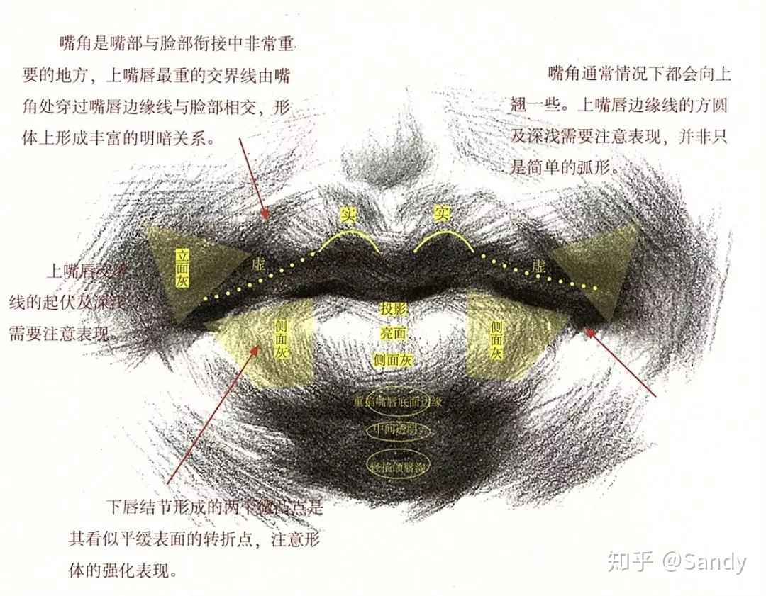 素描头像!五官解析及头、颈、肩关系!! - 知乎