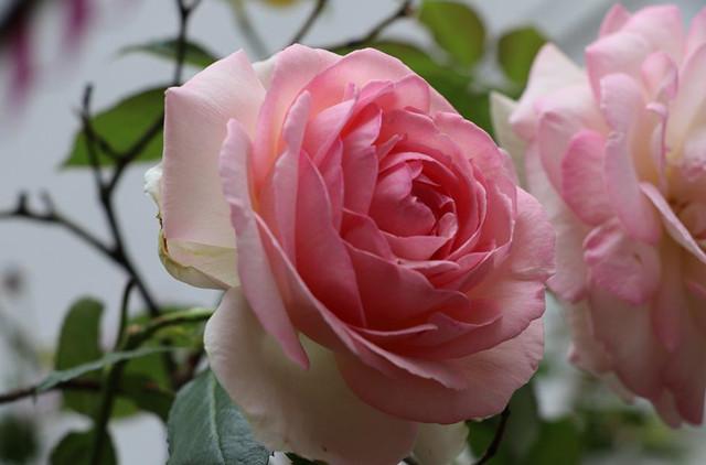 最值得入手的5大伊芙月季品种