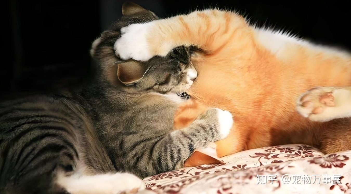 猫咪发情期,这些注意事项你 get 了吗? - 知乎