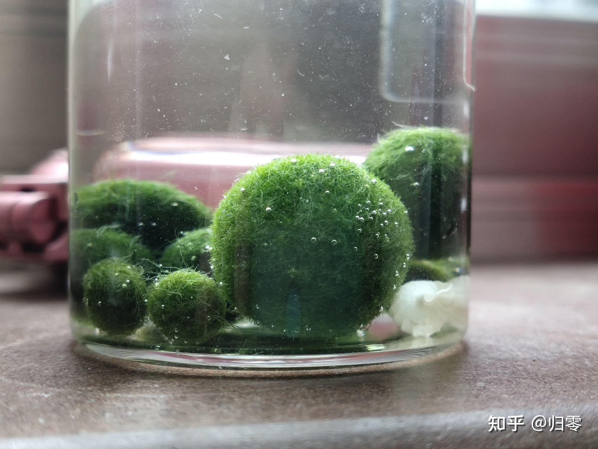 海藻球 - 知乎