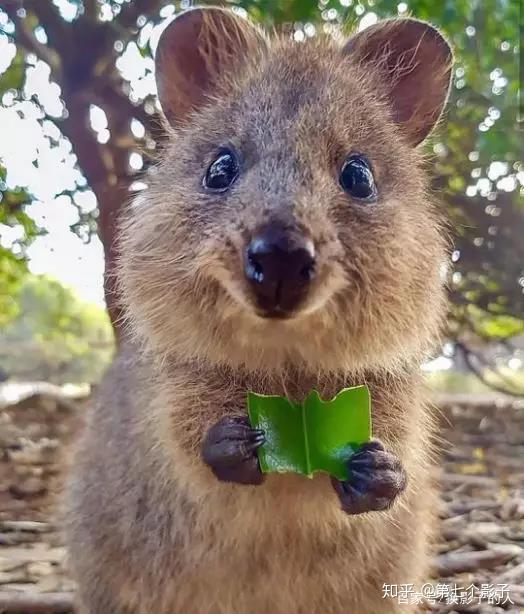 微笑的短尾矮袋鼠世界上最开心的萌物