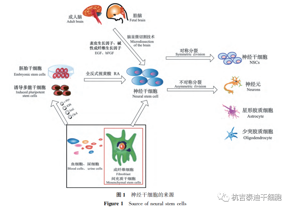 神经干细胞来源