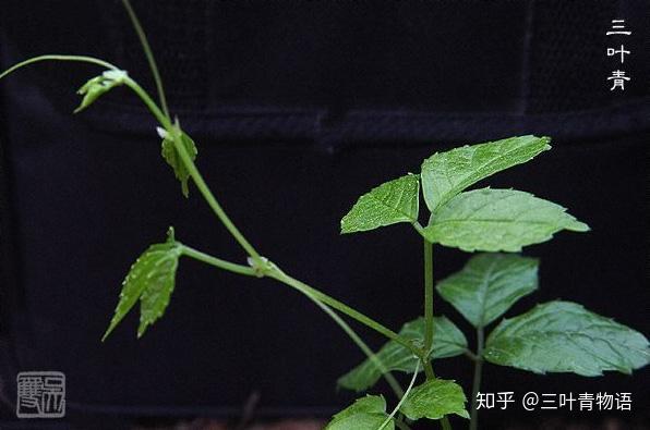 浙江三叶青发展中优势和劣势 - 知乎