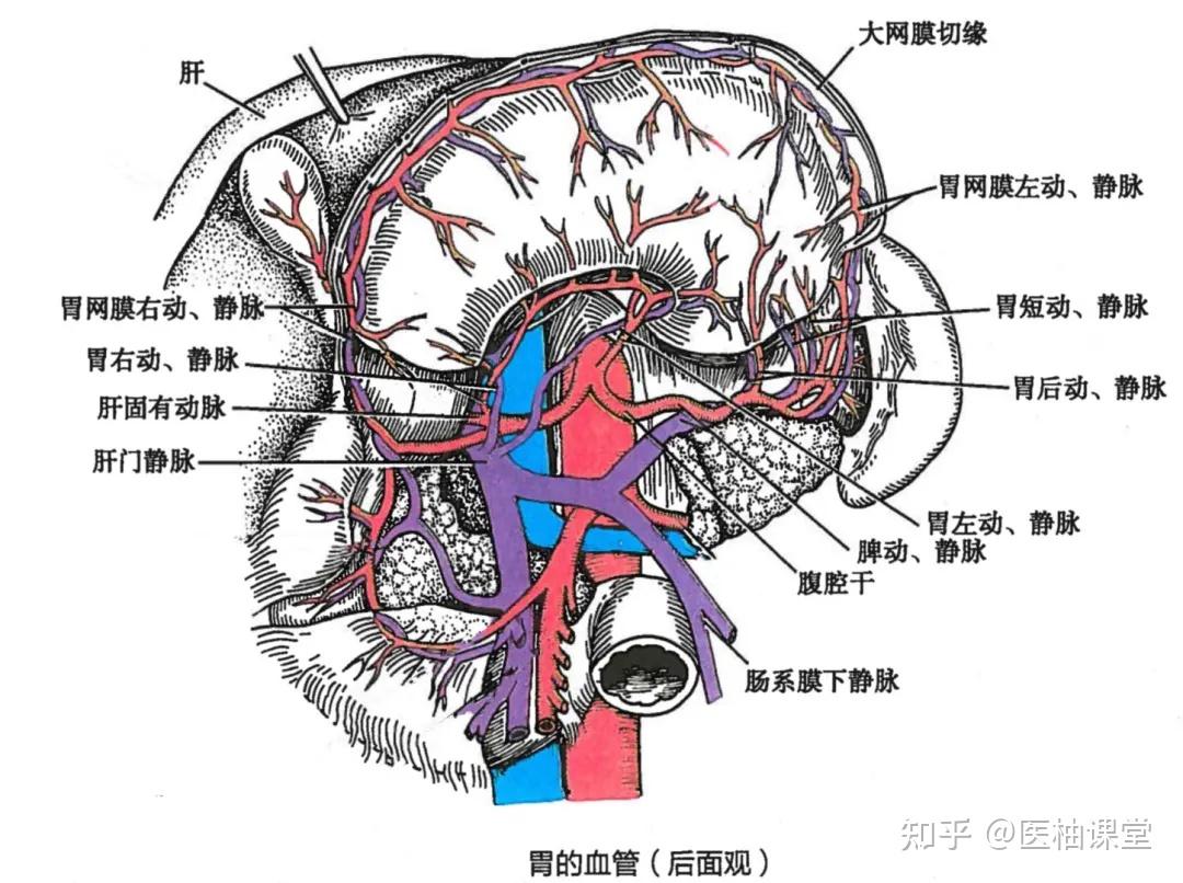 胃的血管解剖知识（图文） - 知乎