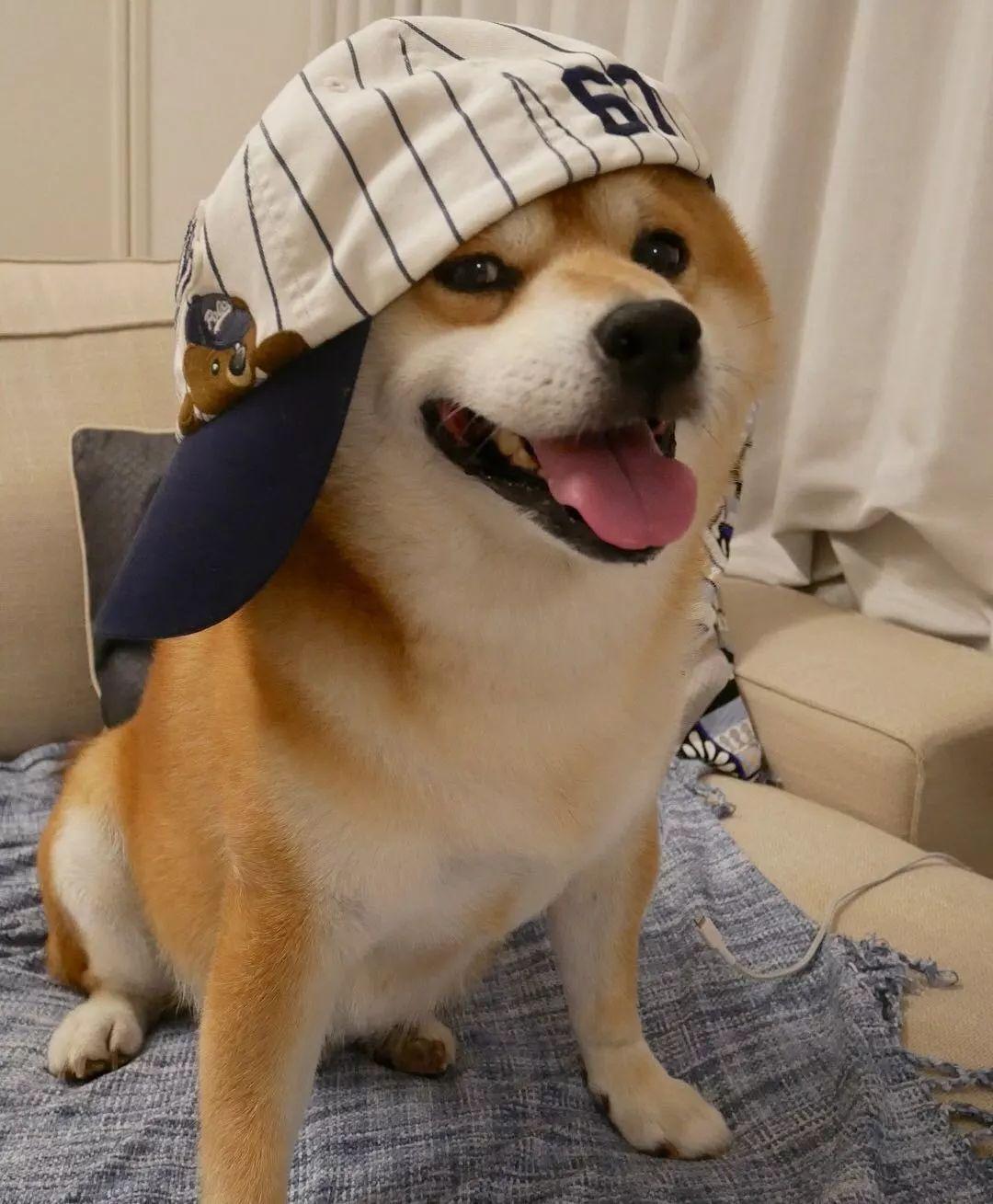 有些网红狗表面光鲜亮丽背地里居然是介个样子