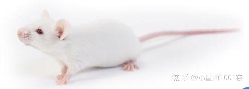 BALB/c Mice - 知乎