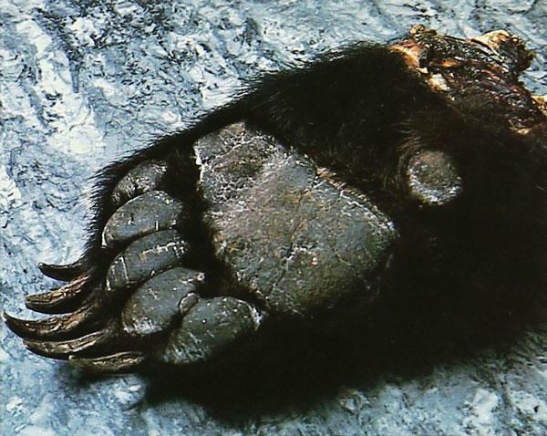 为了使熊掌更加清爽,加入了大量的干贝.