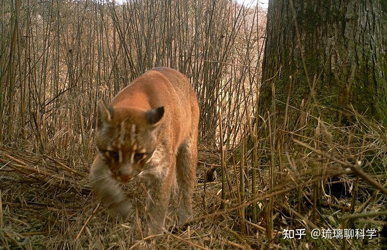 首次拍到金猫进食画面最神秘的猫科动物或许是虎豹之间的彪