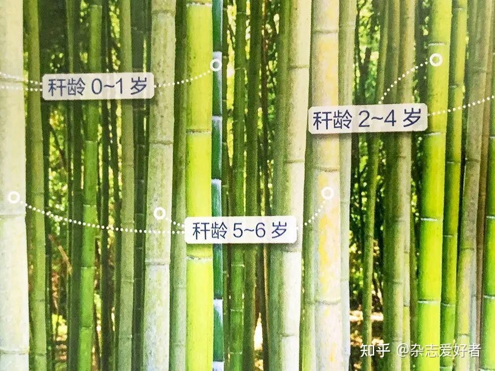 竹子年龄怎么算?数年轮吗? - 知乎
