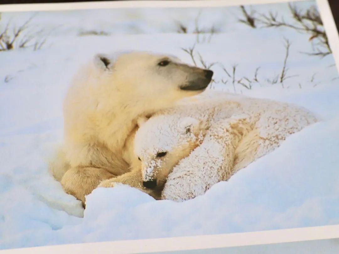 读书永恒的时光之旅星野道夫