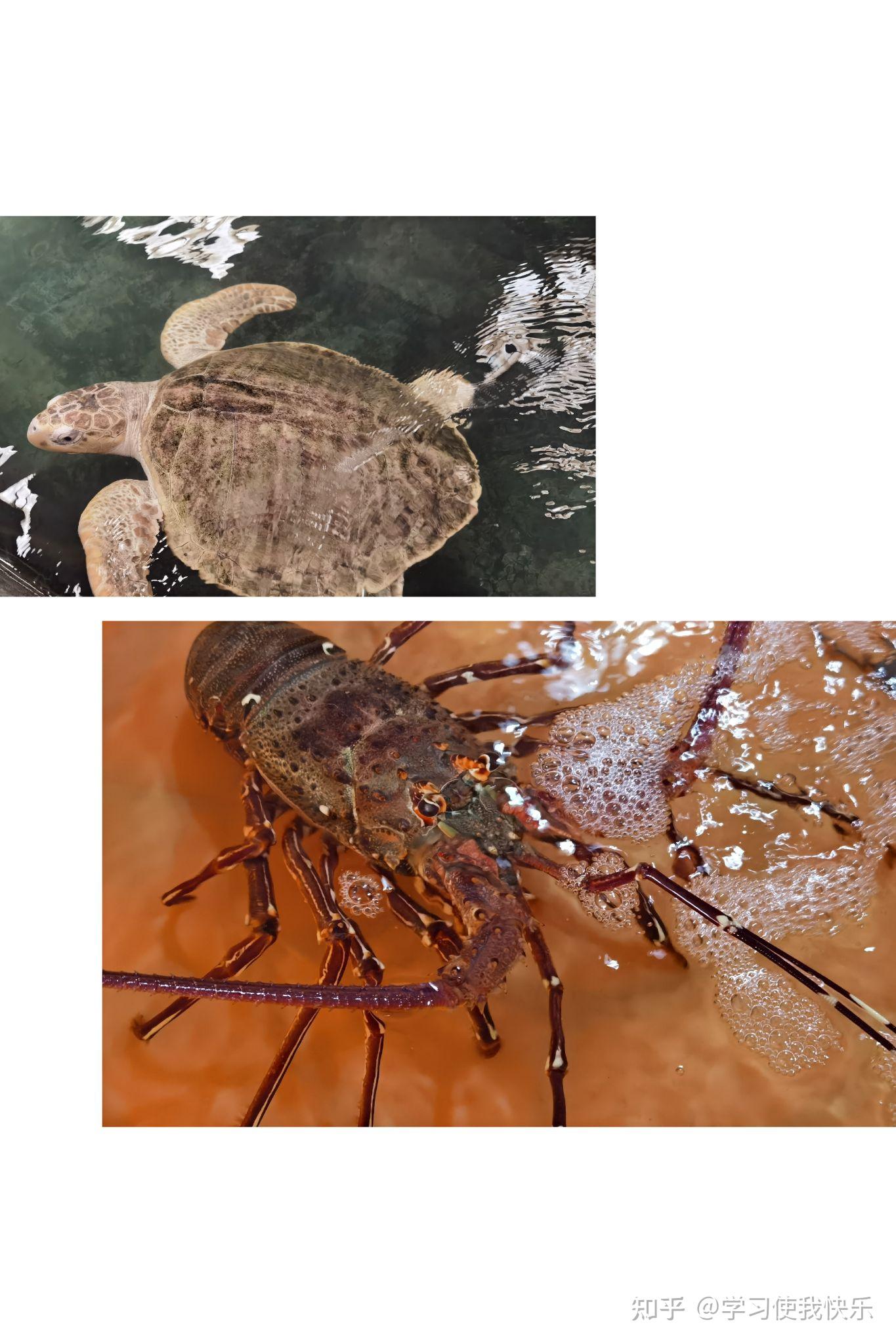 硇洲岛两天一夜学生党出游