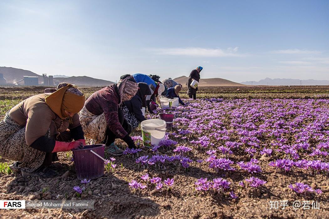伊朗农民采摘2018年的藏红花