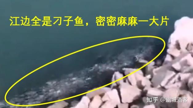 宜昌水位下降,大量刁子鱼搁浅岸边,长江护渔:标志性鱼群出现 - 知乎
