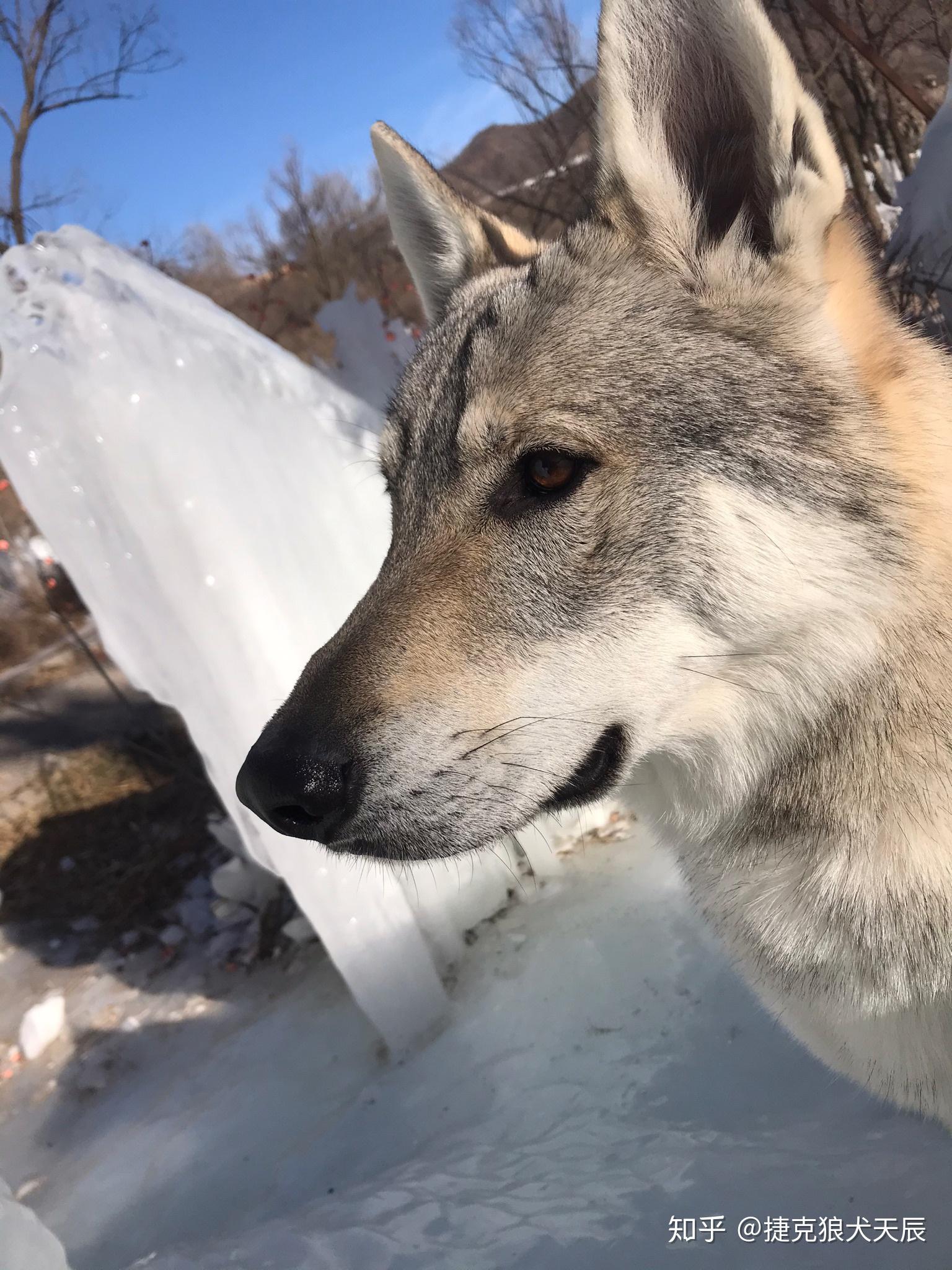 关于捷克斯洛伐克狼犬犬种评定标准