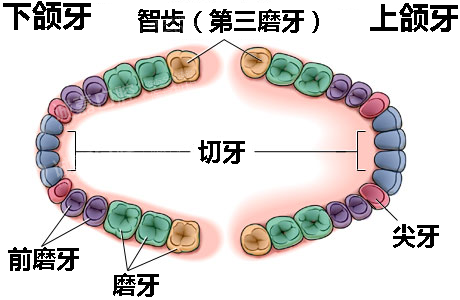 上第三磨牙图片