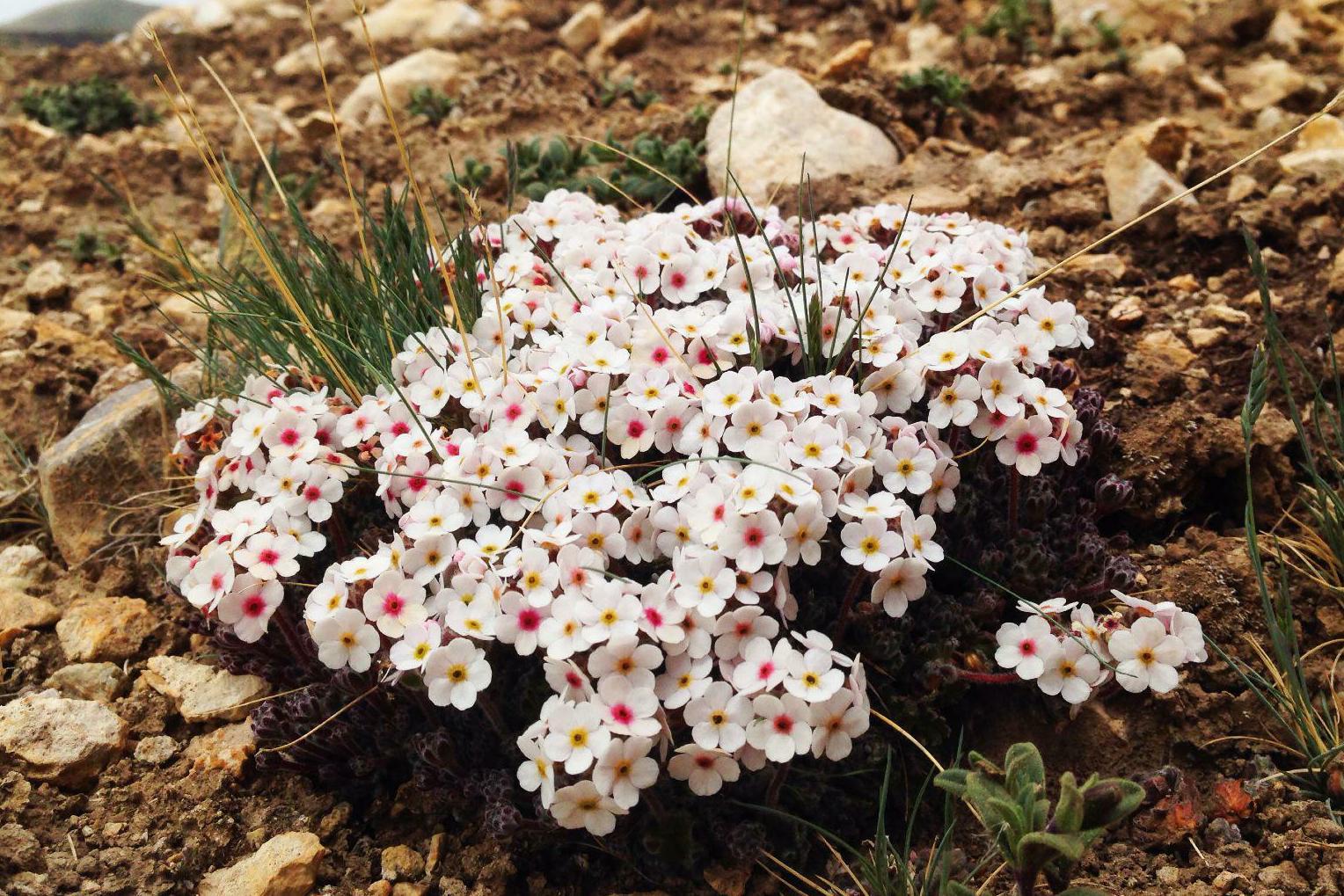 待开发的野生药用植物点地梅